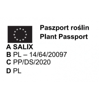 WIERZBA biała płacząca Pakiet 5 sztuk - sadzonki 170 / 190 cm